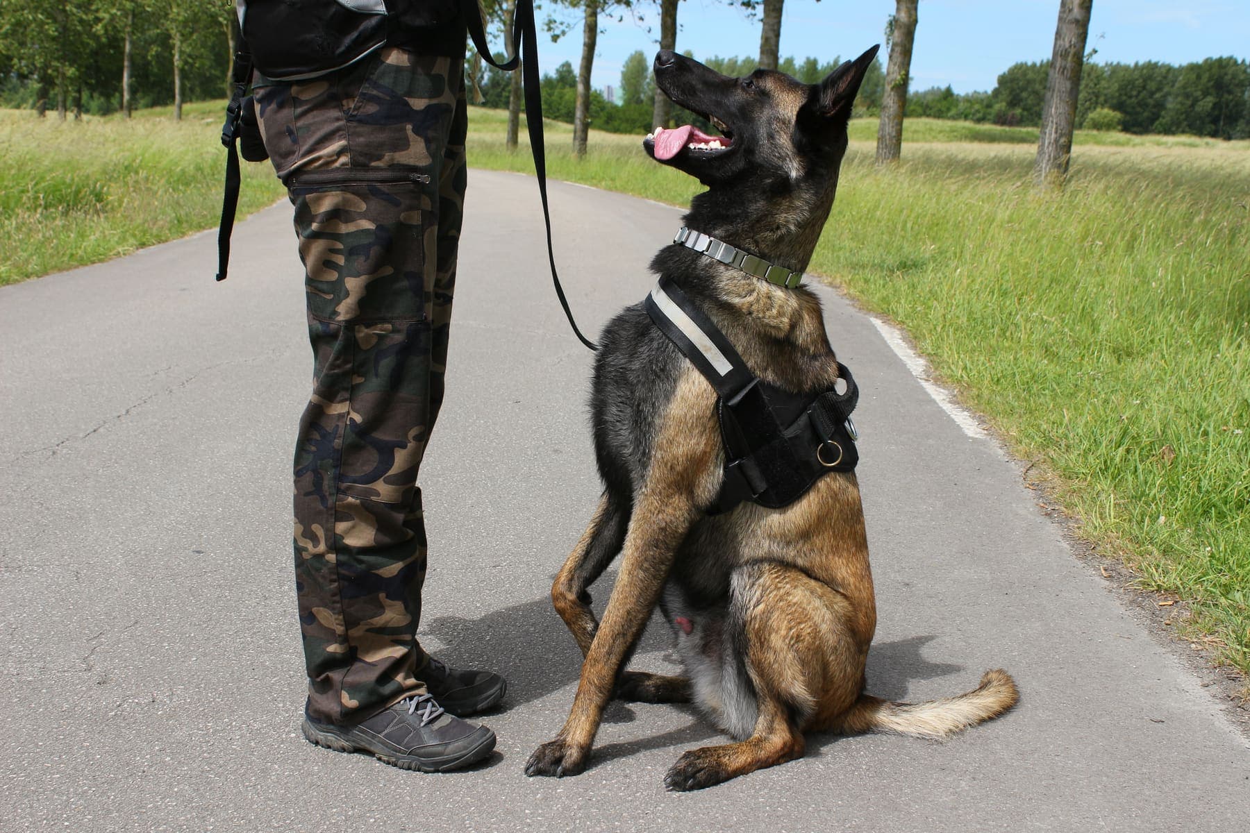 Maître-chien et son berger malinois harnaché, en binôme cynophile sur une route